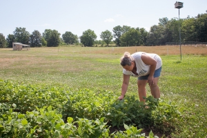 Deanna Davis tends to a vegetable gardern on her property on Wednesday, July 17, 2013, in Boonville, Mo. Davis has several vegetable gardens on her property where she and her family also raise chickens and meat goats. (Catalin Abagiu/MUJW)