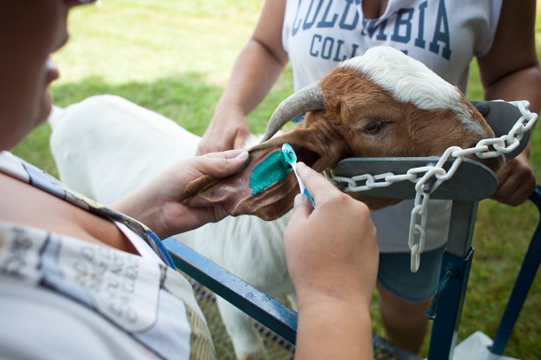 Axel, center, one of the Boer goats that Deanna Davis owns receives an identification tattoo on one of his ears on July 17, 2013, in Boonville, Mo. Davis has several vegetable gardens on her property where she and her family also raise chickens and meat goats. (Catalin Abagiu/ MUJW)